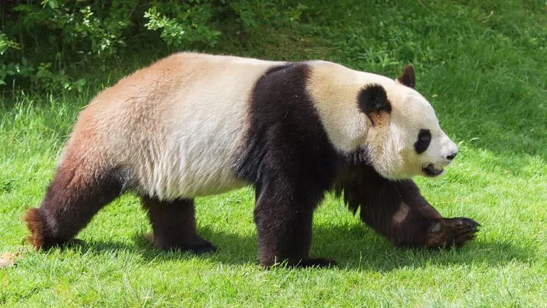 Giant Panda