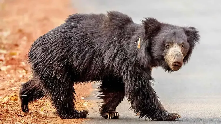 Sloth Bear