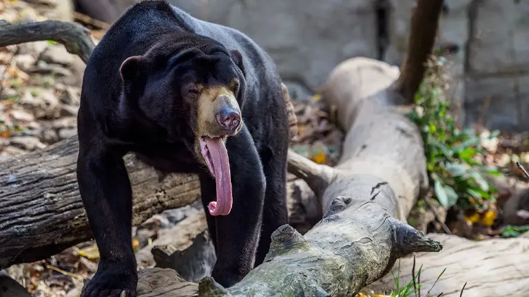 Sun Bear