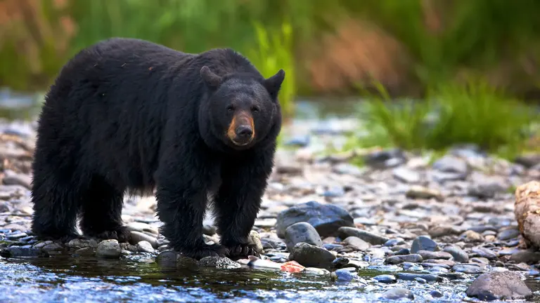 American Black Bear