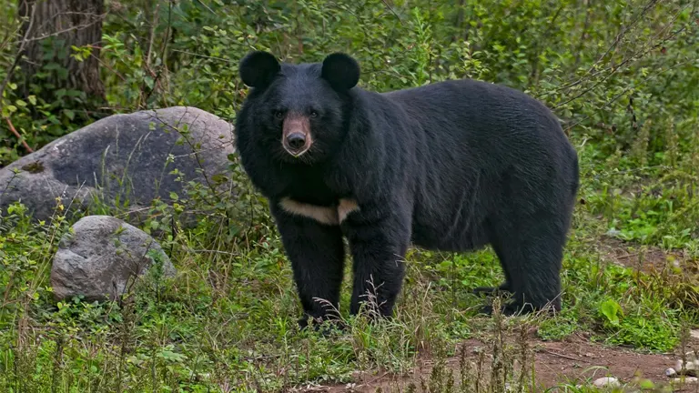 Asiatic Black Bear