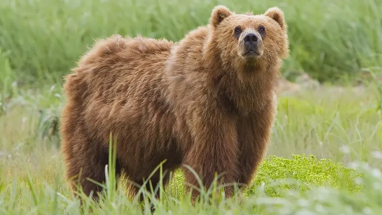 Brown Bear