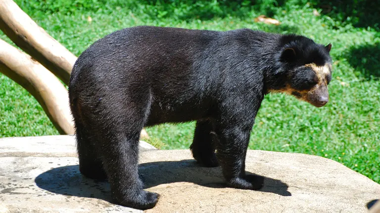 Spectacled Bear