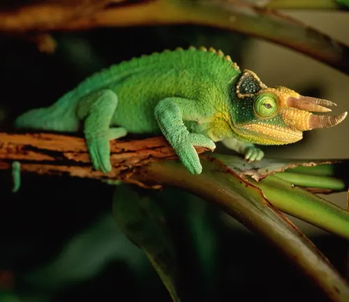 a vibrant green Jackson’s Chameleon, distinguished by its bright green scales and three horns on its head