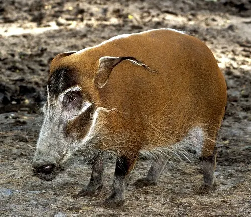 Potamochoerus porcus porcus