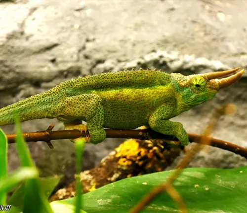 Green Moor’s Chameleon on Branch