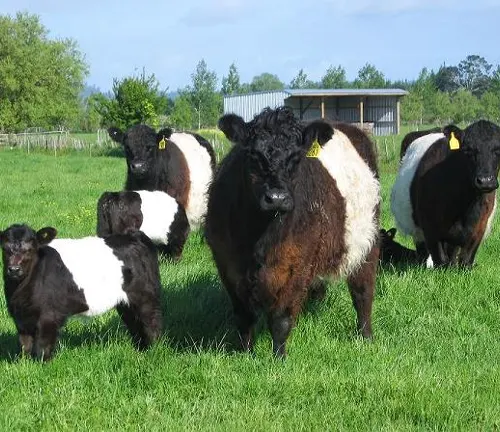 Docility Belted Galloway Cattle