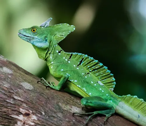 Helmeted Basilisk - Forestry.com