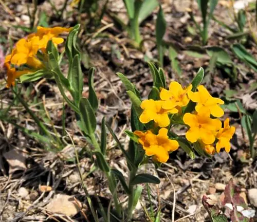 Hoary Puccoon