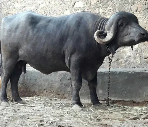 Murrah Buffalo