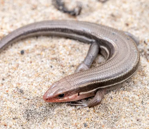 Southeastern Five-lined Skink, a type of lizard with smooth, shiny, primarily brown scales
