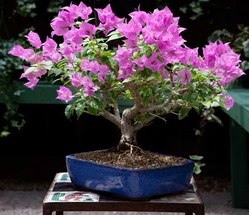Bougainvillea bonsai tree with bright pink flowers blooming profusely