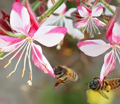 Bees pollinating vibrant Gaura flowers in a natural outdoor setting