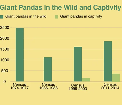 Giant Panda Historical Threats and Population Decline