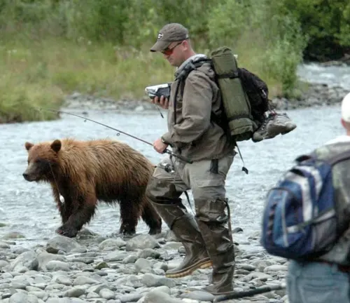Man fishing unaware of a brown bear close behind him