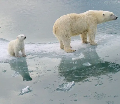 polar bear and its cub standing on melting ice, highlighting the impact of climate change