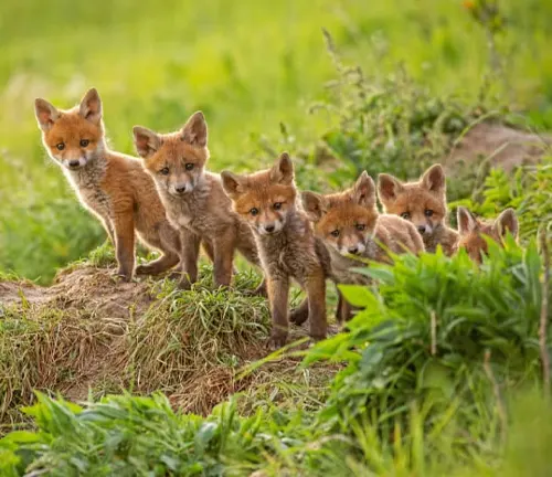 Red Fox Rearing of Cubs