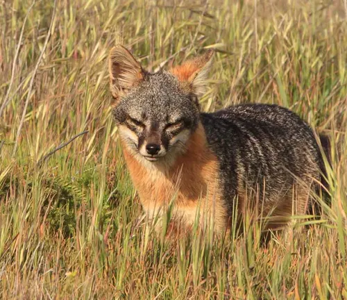 Island Fox in tall grass, illustrating wildlife education and awareness