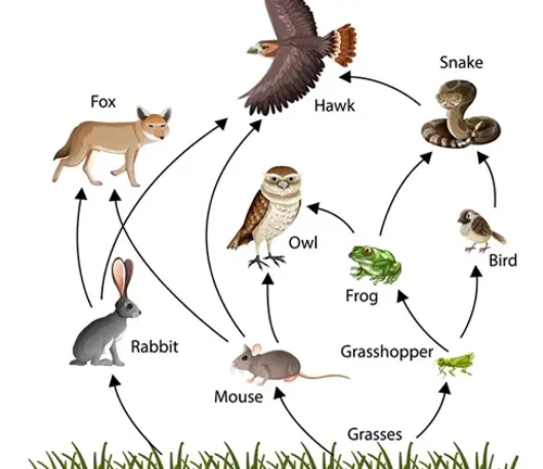 Swift Fox - Forestry.com