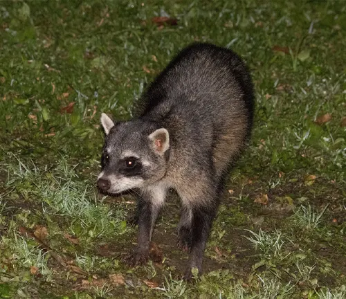 Crab-eating Raccoon