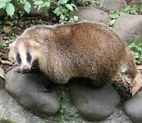 Japanese Badger