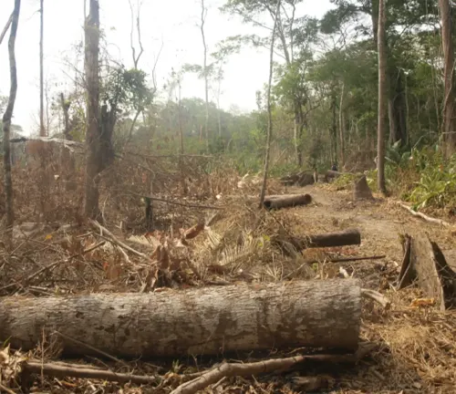 Deforested area with fallen trees and stumps contrasting with dense green forest in the background