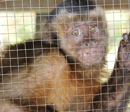 Capuchin Monkeys 