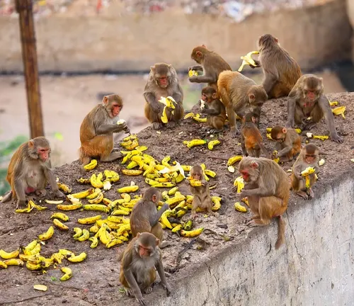Macaques Monkey Diet and Feeding Habits