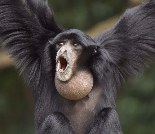 Siamang Gibbon with inflated throat sac in a natural outdoor setting