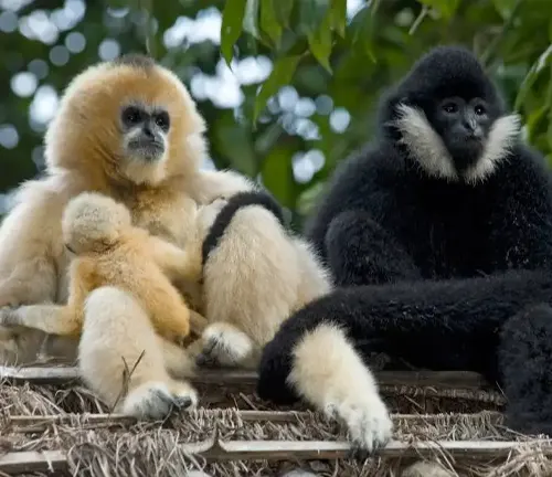 Agile Gibbon Reproduction and Life Cycle