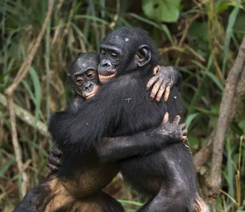 Two bonobos embracing in a natural setting