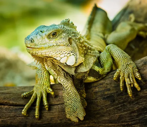 a close-up view of a green iguana resting on a tree branch in a natural habitat, symbolizing wildlife preservation as part of conservation efforts