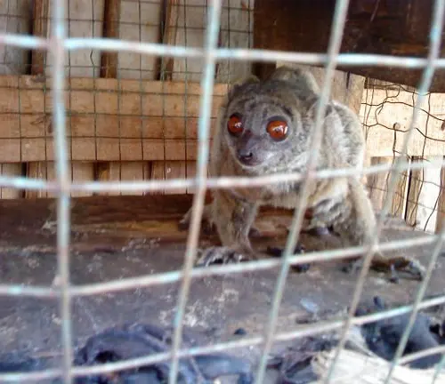 Red-Bellied Lemur Illegal Pet Trade