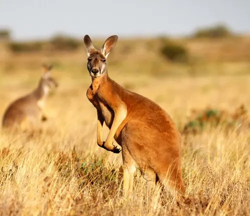 Red Kangaroo Efficient Thermoregulation