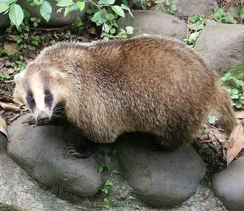 European Badger in its natural habitat among rocks and plants