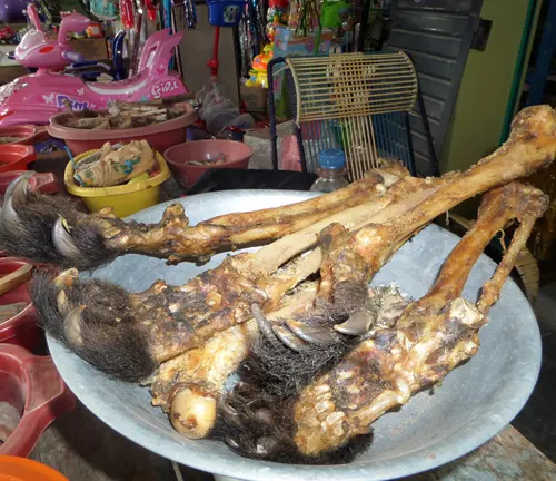 Decomposed remains of a spider monkey displayed in a marketplace, highlighting the illegal wildlife trade