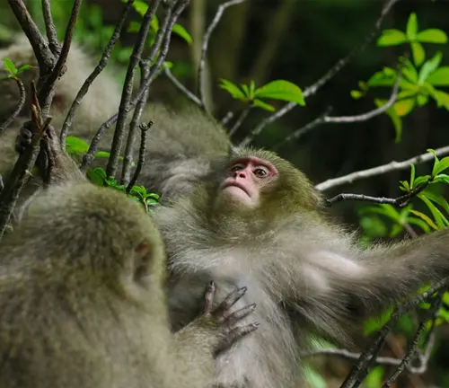 Macaques Monkey Reproduction and Life Cycle