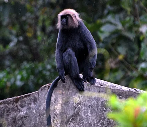 Langurs Monkey