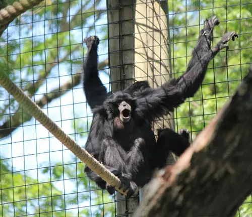 Siamang Gibbon vocalizing in an outdoor enclosure, depicting challenges in conservation