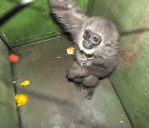Agile Gibbon Conservation Status