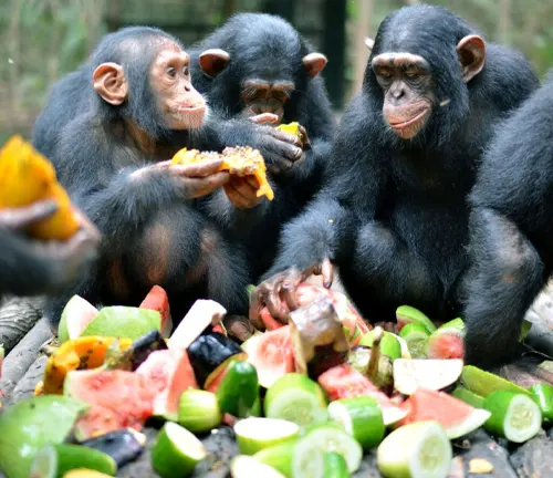 Bonobos enjoying a variety of fruits in a natural setting