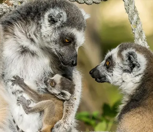 Ring-Tailed Lemur