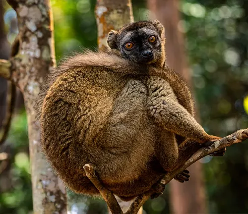 Red-fronted Lemur
(Eulemur rufifrons)