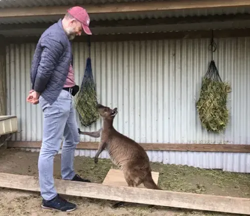 Red Kangaroo Human Interaction