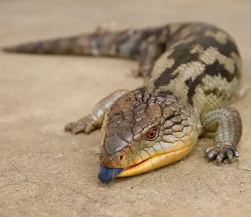 Western Blue-tongue Lizard with its blue tongue visible, resting on sandy ground