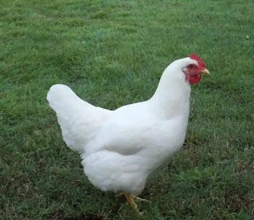 PlyMouth Rock Chicken