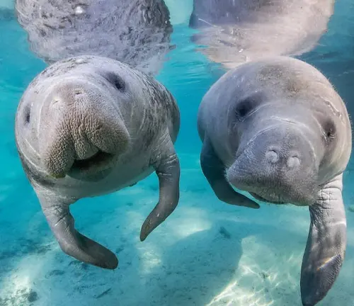 Two manatees swimming in clear blue water