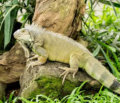 Common Green Iguana, prominently displayed in its natural habitat