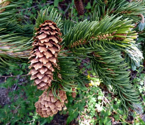 close-up view of two brown pine cones hanging from a branch surrounded by vibrant green pine needles in Lincoln National Forest.ruce