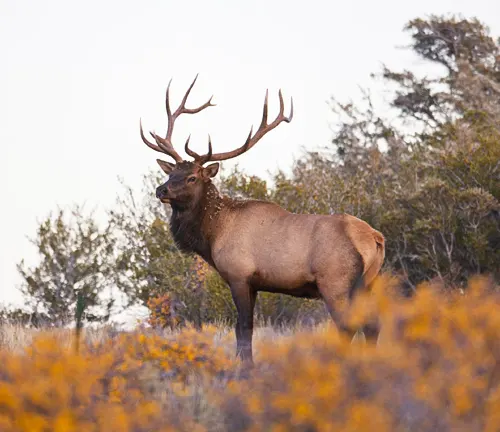 majestic elk with large, branching antlers standing amidst vibrant, colorful foliage in Lincoln National Forest